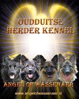 Oudduitse Herder Kennel Angel of Wassenaer, met onze zwarte Oudduitse Herder Angel, de wolfsgrauwe Aiki en Grauwbruin gewolkte Fee